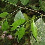 Clarisia racemosa Foglia