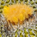Uebelmannia gummifera Virág