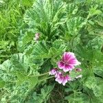 Malva sylvestris 葉