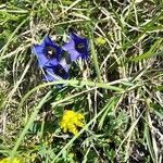 Gentiana acaulisVirág