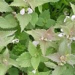 Lamium album 葉