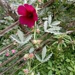 Hibiscus cannabinus Leaf