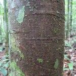 Licaria chrysophylla 樹皮