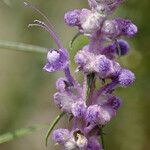Trichostema lanatum Flor