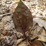 Tipularia discolor Levél