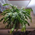 Schlumbergera truncataBlad