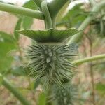 Datura discolor Плод