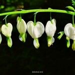 Lamprocapnos spectabilis 花