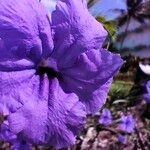 Ruellia simplex Blodyn