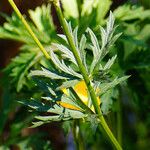 Trollius europaeus Blad