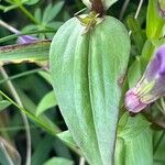Gentianella lutescens 葉