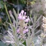 Lavandula latifolia Квітка