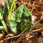 Tipularia discolor Levél