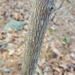 Vaccinium arboreum 樹皮