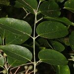 Bursera simaruba Leaf