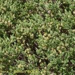 Salix caesia Libunga