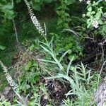Lysimachia ephemerum Plante entière