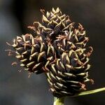 Carex parviflora Fruit