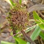 Mitracarpus hirtus Flower