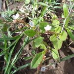 Oxygonum sinuatum Habit