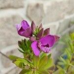 Polygala myrtifoliaফুল