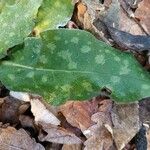 Pulmonaria officinalis Hoja