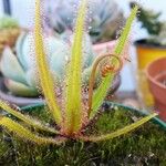 Drosera adelae Hoja