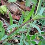 Polygala comosa 葉