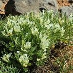 Astragalus angustifolius Cvet