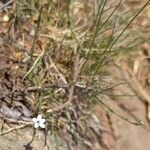 Petrorhagia saxifraga Staniste