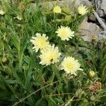 Hieracium berardianum Likasa