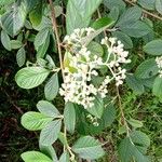 Cotoneaster coriaceusFlower