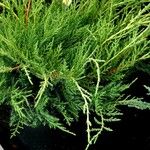 Juniperus chinensis Blad