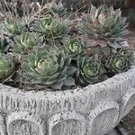 Sempervivum tectorum برگ