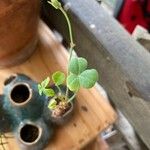 Oxalis megalorrhiza Hoja