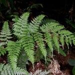 Saccoloma inaequale Leaf