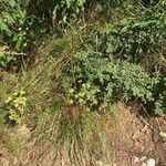Seseli peucedanoides Flor