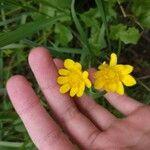 Ranunculus californicus Blodyn