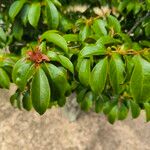 Stewartia rostrata Hoja