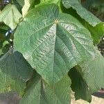 Dombeya wallichii Blad