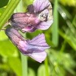 Vicia sepium Kvet