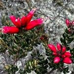 Bejaria resinosa Flor