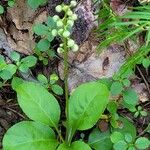 Pyrola elliptica পাতা