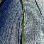 Eremogone longifolia