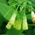 Symphytum tuberosum Flor