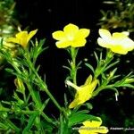 Linum flavum Kukka