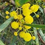 Acacia retinodesKukka