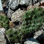 Opuntia polyacantha Листок