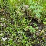 Valeriana dioica Habit