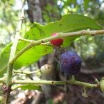 Tapeinosperma amieuense Plod